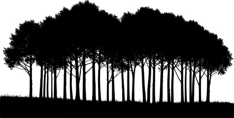 Dense forest edge silhouette with tall slender trees