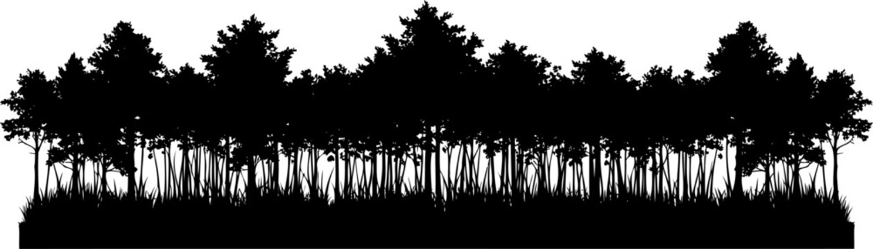 Dense forest treeline silhouette with meadow grass