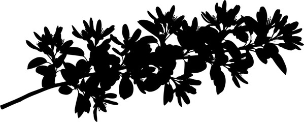 Fototapeta premium Flowering branch silhouette extending horizontally with delicate blossoms