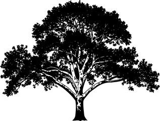 Fototapeta premium Large spreading tree silhouette with a wide branch structure