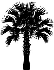 Obraz premium Mature fan palm tree silhouette with a rough textured trunk