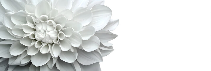 white flower on white background, png file, transparent background