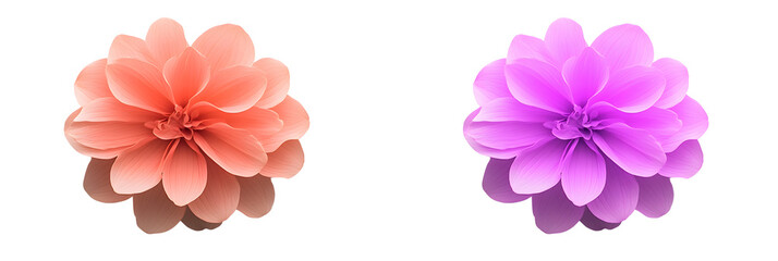 pink carnation flower isolated on white, png file, transparent background