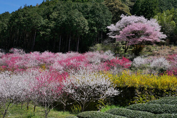 華やかな花桃咲く里