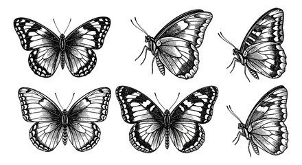 vintage butterfly illustrations in hand-drawn engraving style showcasing various species isolated on white perfect for natural history design.