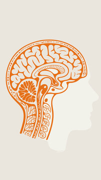 Detailed sagittal brain illustration in vibrant orange, showcasing intricate neural pathways, cerebral cortex, cerebellum, and brainstem within a silhouette of a human head, ideal for medical, scienti