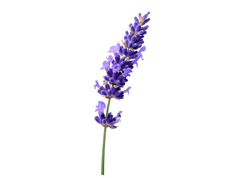 Lavender flower stem isolated on white background close-up shot.