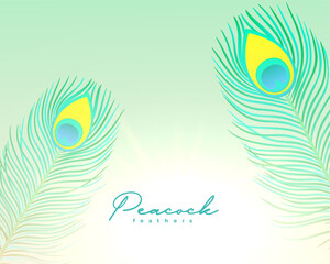 beautiful natural peacock plumage background design © starlineart