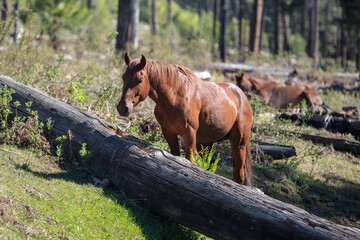 Naklejka premium Bright Red Chestnut wild horse stallion near Black Canyon Lake in the Apache Sitgreaves National Forest near Heber Arizona United States
