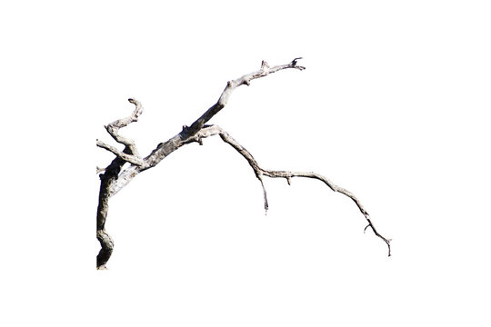 Natural branch, single branch, tree branch