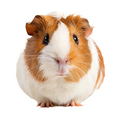 Close-Up Portrait of a Fluffy Orange and White Guinea Pig with Expressive Eyes isolated on a transparent background