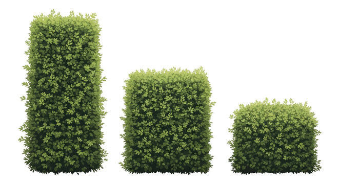 Topiary Trio: Three meticulously sculpted green topiary shrubs in varying geometric shapes, demonstrating the art of precise landscaping and garden design.