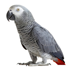 Obraz premium Grey African Grey Parrot with Red Tail Feathers Perched Side View isolated on a transparent background