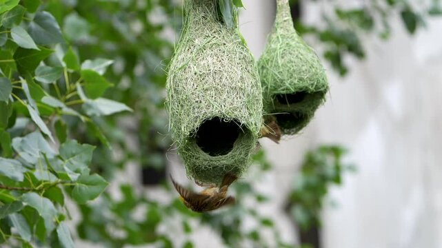 Baya Weaver (Ploceus philippinus) building nest, Waya Weaver is also known as the engineer bird. Engineer bird nest