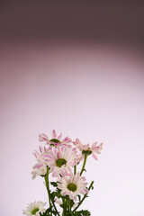 High Resolution Nature Background for Product Display Photography, clean background for product and product mockup background 