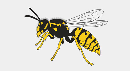 Yellow Black Wasp Insect Illustration