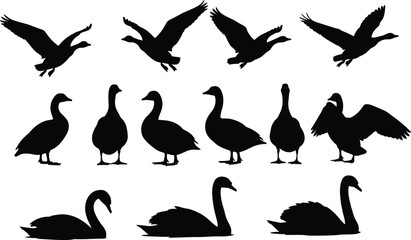 Black vector silhouette set of diverse waterfowl including flying geese standing ducks and graceful swimming swans for nature wildlife lake and poultry branding design © MstKalpona
