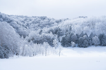 美しい霧氷の森と雪化粧の田ノ原湿原