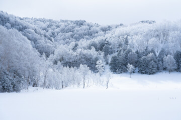 Obraz premium 美しい霧氷の森と雪化粧の田ノ原湿原