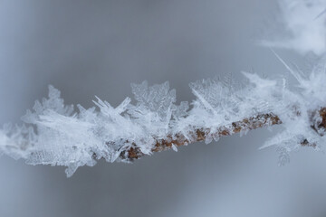 Obraz premium 小枝についた霧氷