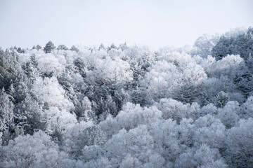 美しい霧氷の森