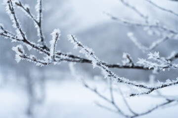 小枝についた霧氷