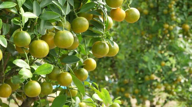 Close up of fresh kumquat fruits on tree branch for Tet Spring