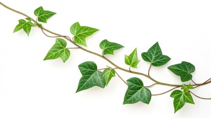 Obraz premium Ivy vine with green leaves isolated on white background