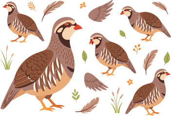 Naklejka premium Chukar Partridge Bird Vector Illustration Set Featuring Various Poses, Feathers, and Meadow Grass Elements for Wildlife Nature Design, Hunting Themes, and Ornithology Graphics