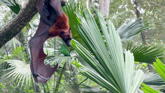 Large Flying Fox Fruit Bat Hanging Upside Down in Tropical Rainforest