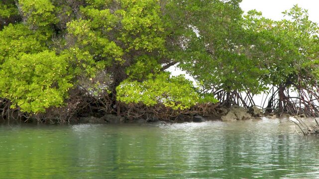 Lush Mangrove Forest Along a Tropical Lagoon Shoreline in Palau