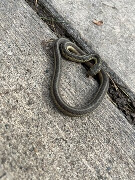 Snake on sidewalk