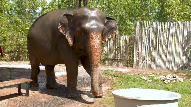 Asian Elephant Standing Near Water Trough in Phuket Sanctuary