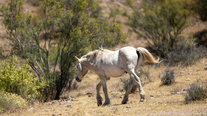 Obraz premium Lone White Stallion in the Salt River Wild Horse Management Area near Mesa Arizona United States