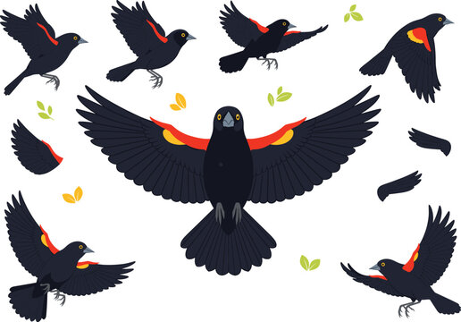 Red-winged Blackbird Vector Illustration Set with Black Birds in Flight, Spread Wings, Yellow Accents, and Nature Elements for Birdwatching and Wildlife Design