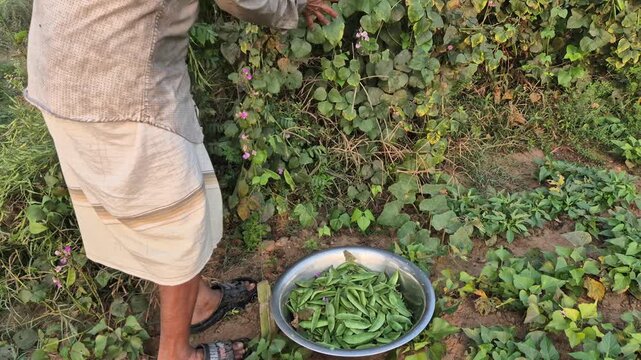 Professional RAW eye level medium shot of a farmer harvesting fresh hyacinth beans and putting them in a bowl in Bangladesh, 4K UHD 30fps.