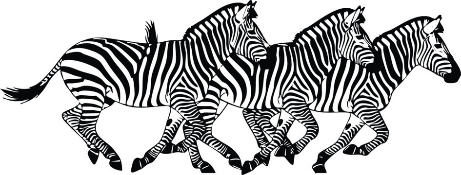 Three Running Zebras Silhouette - African Safari Zebra Trio Woodcut Vector Art