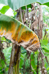Fototapeta premium Vertical view of banana leaf with yellow streaks and brown disease spots in tropical plantation. Detailed texture highlights fungal infection and agricultural crop damage