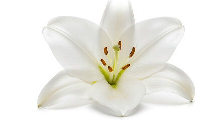 Obraz premium Stunning white lily flower with delicate petals and golden stamens