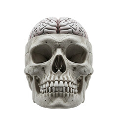 Fototapeta premium Human skull with exposed brain anatomical model