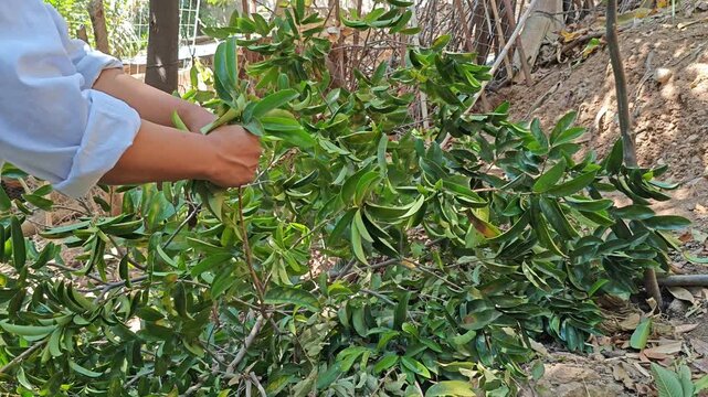 Close up of cutting premium soursop leaves for medicinal use
