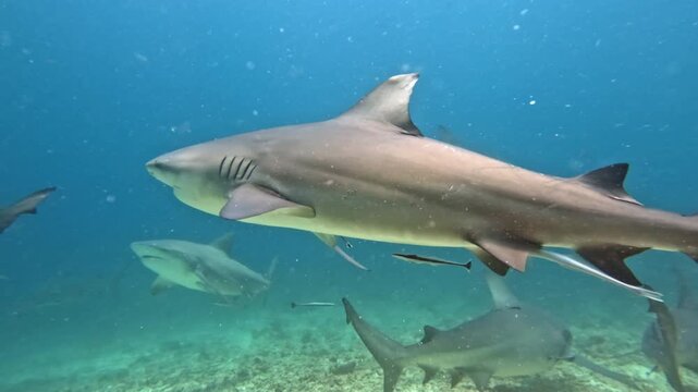 Multiple bull sharks close up glide in clear blue water forming a powerful, menacing school marine life, predator behavior and underwater habitat exploration. Fiji tropical islands exploration