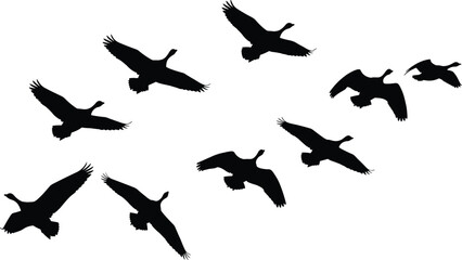 Silhouette of a flock of geese flying in formation against a clear white background, illustrating teamwork, migration, wildlife, freedom, nature, and scenic beauty. © SHAPLAKHATUN