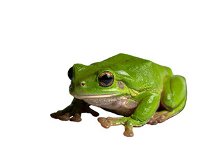 Obraz premium Vibrant Green Frog Posing on White Background Detailed Close-Up.