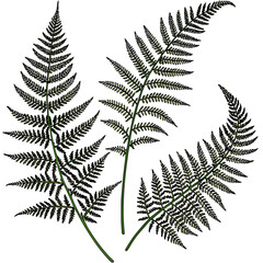 Naklejka premium Fern leaves isolated on white background botanical illustration.