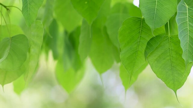 Fresh green Bodhi leaves swaying in soft breeze with natural sunlight, creating a calm background, peaceful atmosphere. Perfect for nature, meditation, and environmental themes
