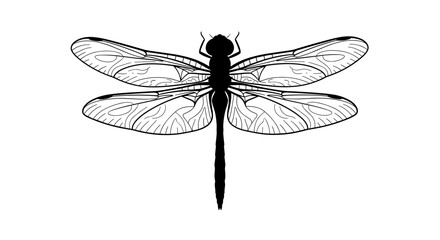Black and White Dragonfly Illustration. © Hani