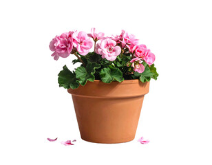 Pink geranium flowers in a terracotta pot against a white background.