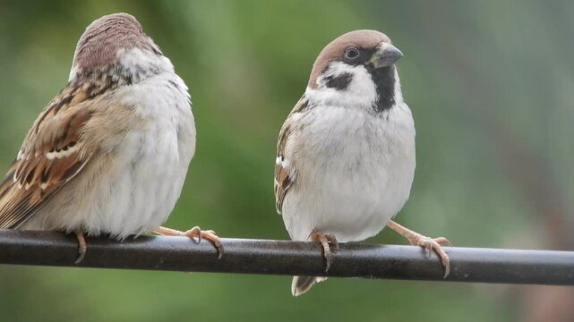 A pair of wild birds - field sparrows - sit on a metal rod on a sunny winter day