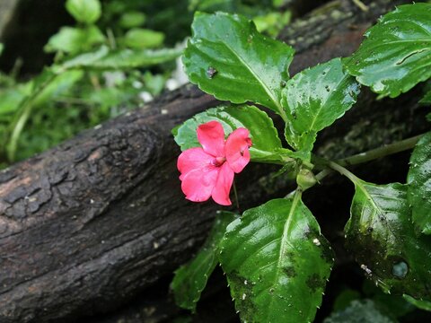 Impatiens walleriana is a plant species belonging to the Balsaminaceae family. This species is also part of the order Ericales. The Impatiens walleriana species itself is part of the Impatiens genus.